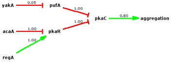 Genetic network